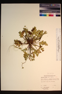 Erodium botrys image
